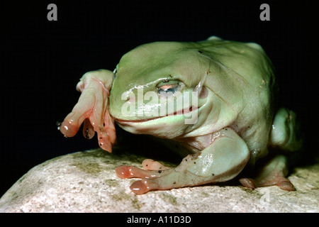 Treefrog weiß Grün s Laubfrosch isst seine Haut Verwertung des Inhalts Stoffe Frosches wirft und isst es Häutung Laubfrosch Stockfoto
