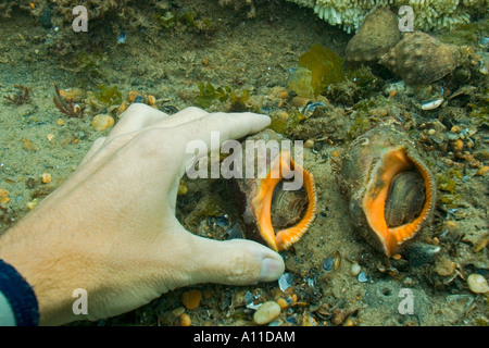 Rot-mouthed Felsen Muscheln (Thais Haemastoma). Atlantische Küste-Frankreich. Orvaques Bouche de sang (Frankreich). Stockfoto