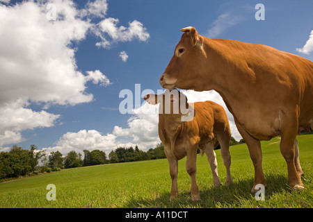 Limousin-Kuh-Kalb (Bos Taurus Domesticus) zu Fuß. Frankreich. Vache et Son Veau (Bos Taurus Domesticus) de Rennen Limousine. Frankreich. Stockfoto