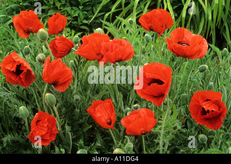 Papaver Orientale "Oriana", orientalische Mohn Mohnblumen rote Blume Blumen Stockfoto