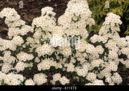 Olearia x scilloniensis Stockfoto