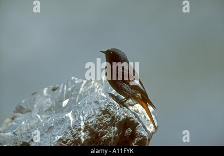 Black Redstart Phoenicurus Ochruros Männchen thront auf Felsen mit rotem Schweif, Pyrenäen, Frankreich. Stockfoto