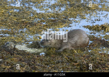 Europäischen Fischotter Lutra Lutra Männchen Blasentang Meeresalgen, Loch Spelve, Isle of Mull, Schottland Stockfoto