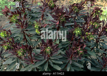 Euphorbia Amygdaloides 'Craigieburn', Wolfsmilch, Wolfsmilch euphorbias Stockfoto