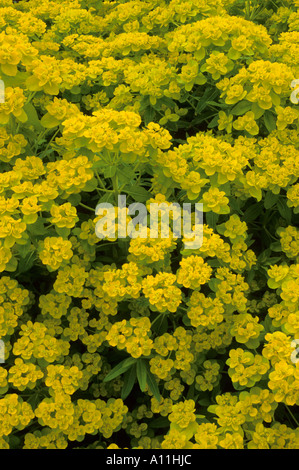 Wolfsmilch, Wolfsmilch, Euphorbia Palustris, euphorbias Stockfoto