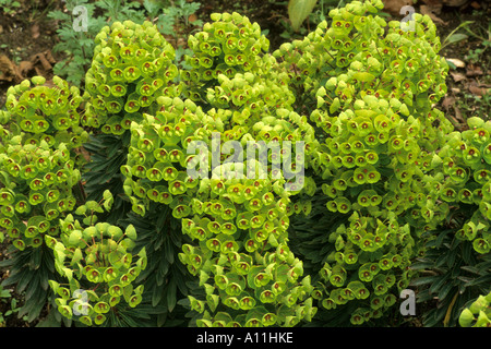 Euphorbia x Martinii, Wolfsmilch, Wolfsmilch euphorbias Stockfoto