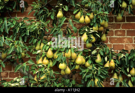 Birne 'Conference', ausgebildet, Wand Ventilator, Pyrus, Spalier, Mauer