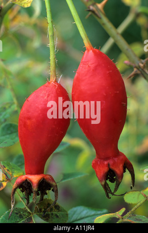 Rosa Moyesii "Geranium", rote Hagebutten Hip Beere Beeren, rote Beeren, Früchte, Herbst, herbstlich Garten Pflanzen Stockfoto