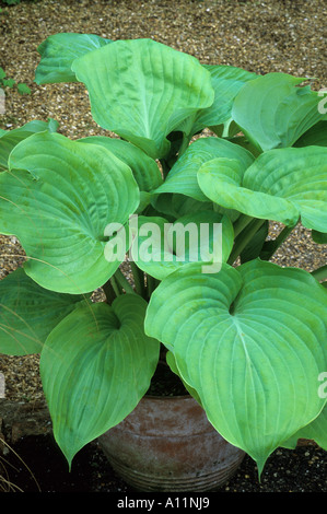 Hosta 'Summe und Substanz' Blattpflanze, Funkia, Wegerich Lilie, Garten, Container, Pflanzer Hostas Stockfoto