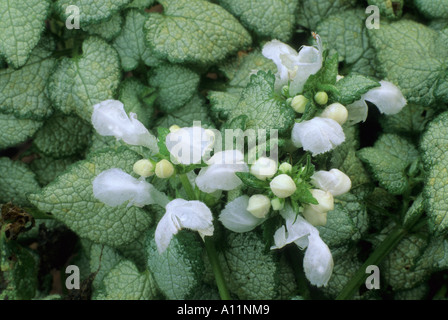 Lamium Maculatum 'White Nancy', Bodendecker Gartenpflanze, Toten Brennessel, weiße Blumen lamiums Stockfoto