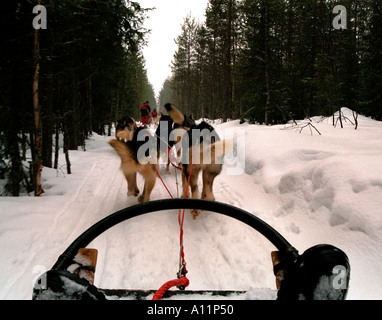 Huskys laufen Rovanemmi Norden Finnlands. Stockfoto
