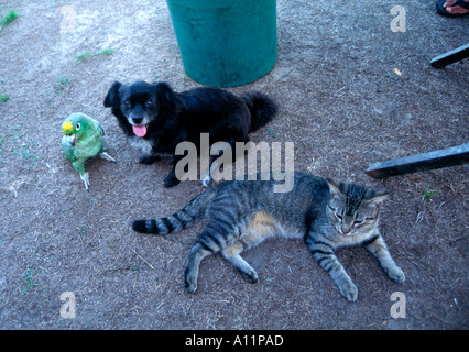 Unwahrscheinlich, dass Freunde grüne Papagei Hund und Katze-Venezuela. Stockfoto