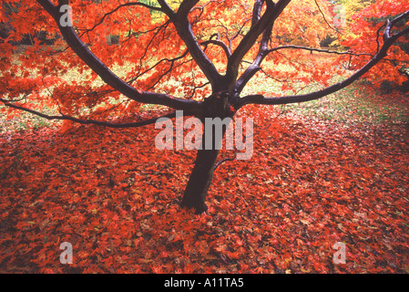 Japanischer Ahornbaum im Herbst Westonbirt Arboretum Tetbury Gloucestershire, England Stockfoto