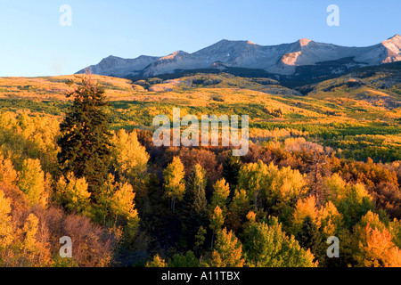 Espen und Berge in Crested Butte Colorado Stockfoto