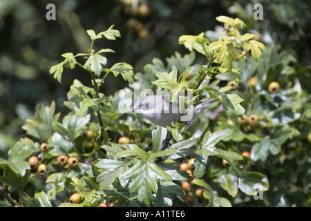 Lesser Whitethroat Stockfoto