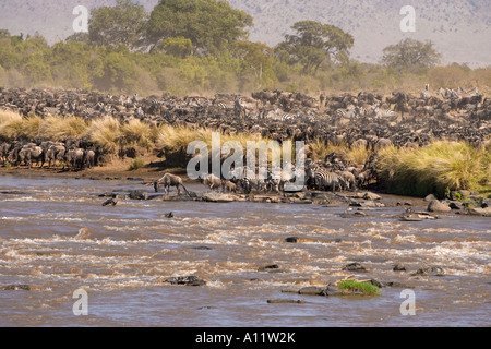 Gnus und Zebras, die Überquerung des Mara Flusses in Masai Mara Kenia während des jährlichen Treck nach Südens in die Serengeti Stockfoto