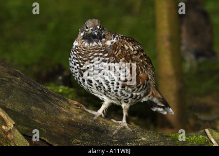 BONASA BONASIA, HASELHAHN Stockfoto