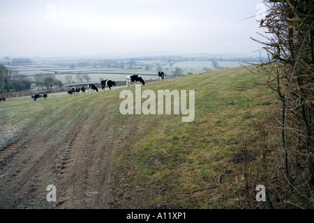 Winter-Country-Szene in der Nähe von West Chinnock, Somerset Stockfoto