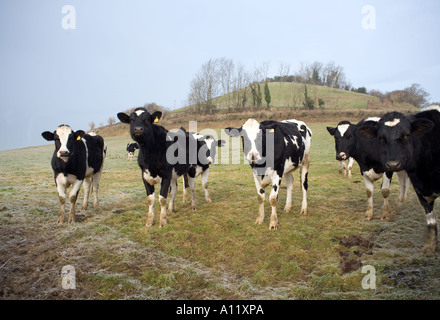 Winter-Country-Szene in der Nähe von West Chinnock, Somerset Stockfoto