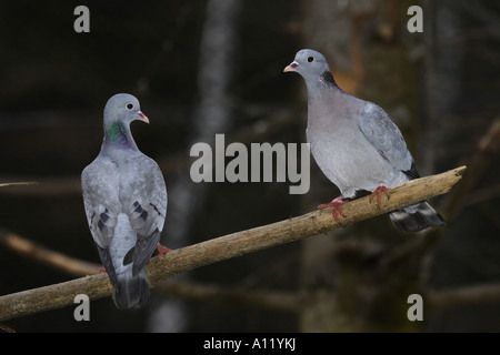 Hohltaube Columba oenas Stockfoto
