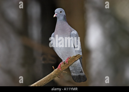Hohltaube Columba oenas Stockfoto