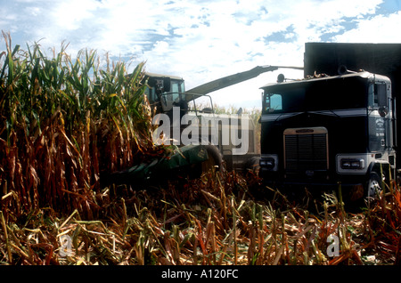 Maisernte Stockfoto