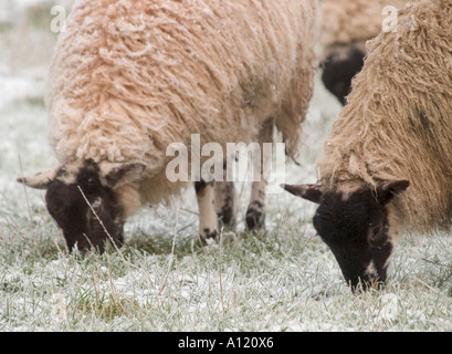 Weidende SCHAFE IN KALTEN BEDINGUNGEN MIT GRAS IN FROST, HORSEY, Norfolk, East Anglia, England, UK ABGEDECKT Stockfoto