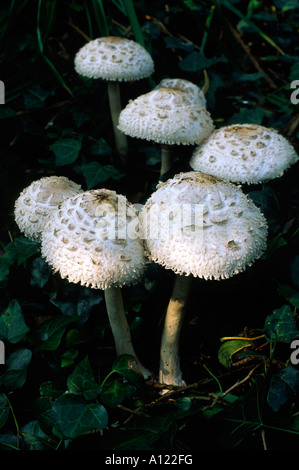 Woodland-Vielfalt der Shaggy Parasol-Pilze wachsen mit zwei Meile Niederwald in Weymouth Dorset county England UK Stockfoto