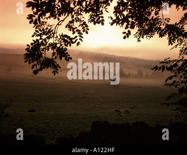 Am frühen Morgen die Sonne kommt über die Schafe grasen auf ein Feld mit dem Nebel in einem Cotswold-Tal, am Chedworth Stockfoto