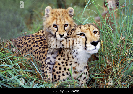 Gepard-Mutter und junges-Südafrika Stockfoto