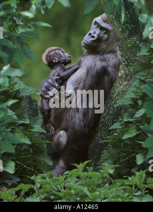 Flachlandgorilla-Mutter und baby Stockfoto