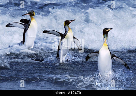 König Penguins Süd-Georgien Stockfoto