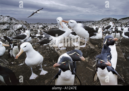 Schwarzen browed Albatross und Rockhopper Penguins Steeple Jason Island Falkland-Inseln Stockfoto