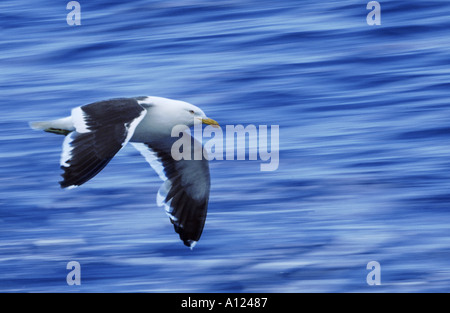 Seetang Möwe im Flug Antarktis Stockfoto