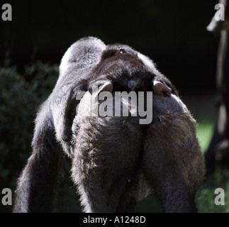 Flachlandgorilla-Mutter und baby Stockfoto