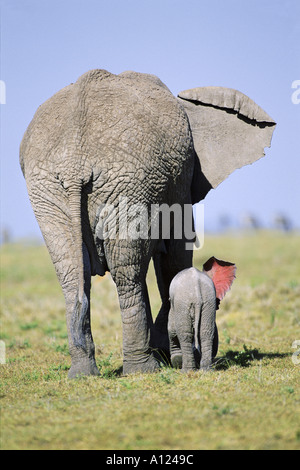 Elefant mit Wochen alten Kalb gesehen von hinten Masai Mara Kenia Stockfoto