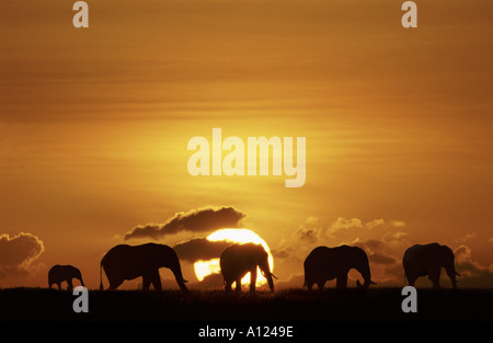 Elefanten, die Silhouette gegen die aufgehende Sonne Masai Mara Kenia Stockfoto