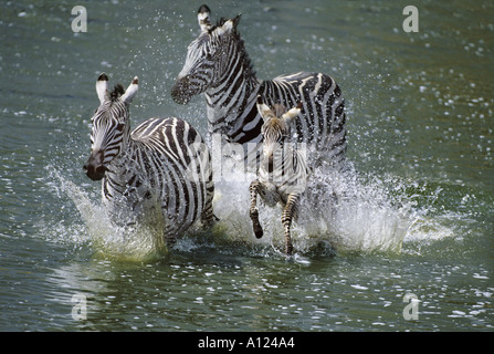 Zebras crossing Mara Fluss Kenia Stockfoto