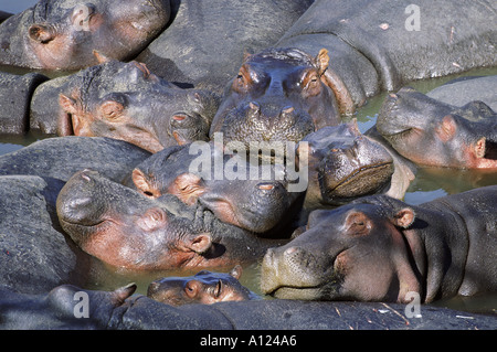 Nilpferd-Gruppe schwelgen in Fluss Masai Mara Kenia Stockfoto