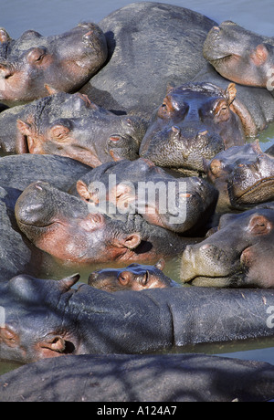 Gruppe von Nilpferd schwelgen in Fluss Masai Mara Kenia Stockfoto