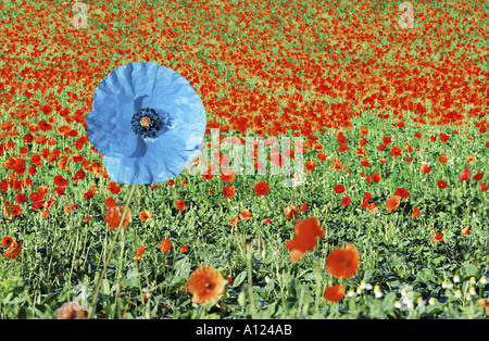Blauer Mohn unter den Bereich der roten Mohnblumen Stockfoto
