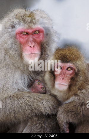 Schnee-Affen-Familie Jigokudani Nationalpark Japan Stockfoto