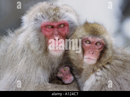 Schnee-Affen-Familie Jigokudani Nationalpark Japan Stockfoto