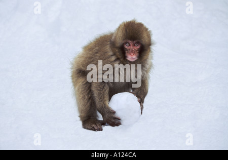 Japanischen Makaken Schnee Affe mit Schneeball Jigokudani Japan Stockfoto