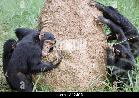 Schimpansen mit Stöcken als Werkzeuge für Termiten Uganda zu Fischen Stockfoto