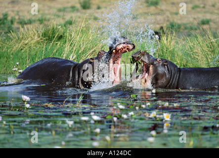 Nilpferd Seerosen Botswana Okavango bekämpfen Stockfoto
