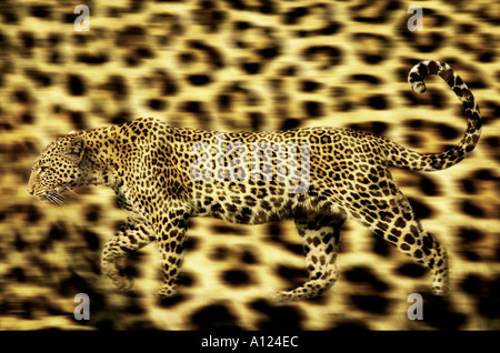 Leopard auf Leopard-Haut-Hintergrund Stockfoto