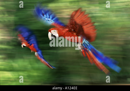 Rote Aras fliegen Stockfoto