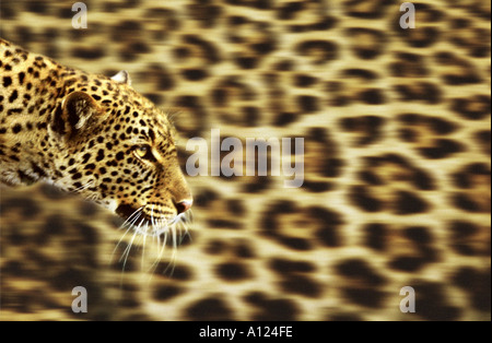 Leopard auf Leopardskin Hintergrund Stockfoto