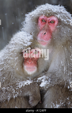 Schnee-Affen Jigokudani Nationalpark Japan Stockfoto